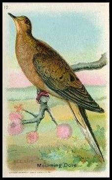 12 Mourning Dove